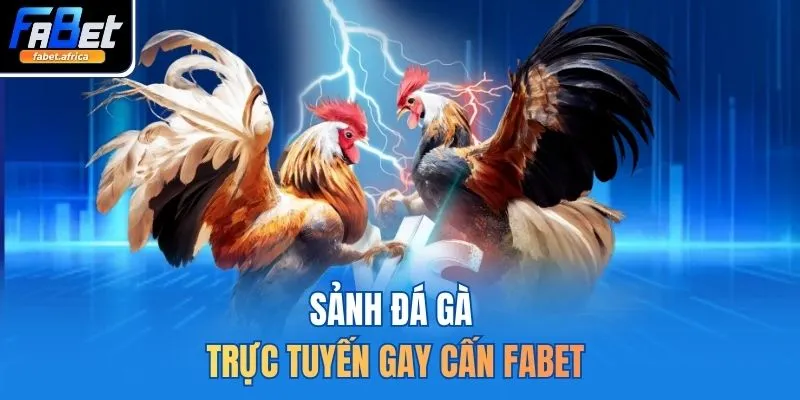 Fabet | Trang Cá Cược Thể Thao FABET.com Uy Tín Hàng Đầu 16 Sảnh đá gà trực tuyến gay cấn FABET